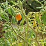 12 Apr tomato 12 Apr tomato