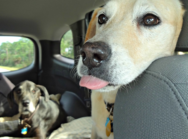 dogs in the car