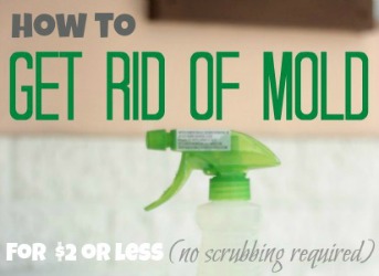 how-to-get-rid-of-mold-slide
