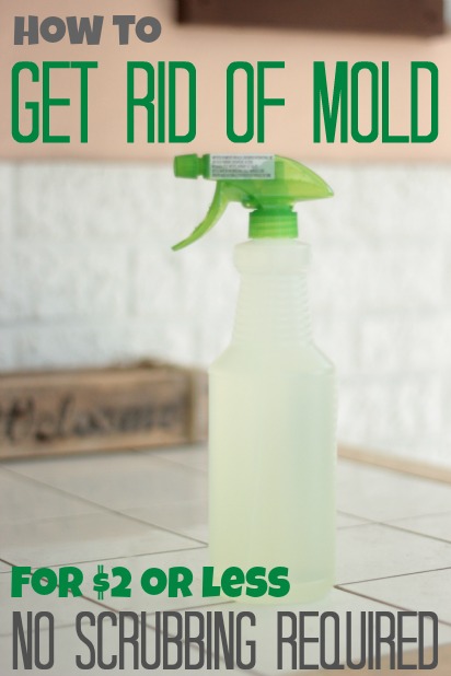 how to get rid of mold