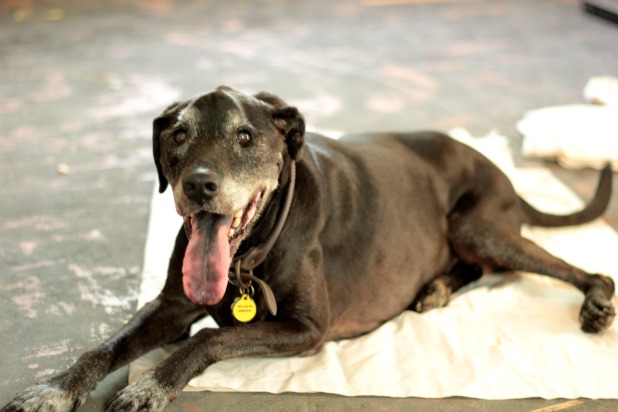 mico on living room floor