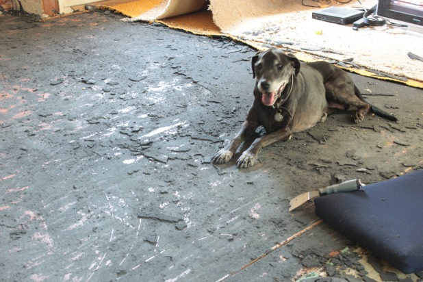 How to Remove Deteriorated Rug's Latex Backing Stuck on Hardwood Flooring –  Between Naps on the Porch